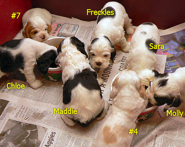 All seven of our puppies at four weeks of age