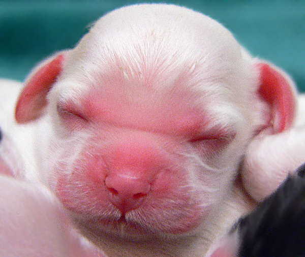 Cocker Spaniel puppy at one day old