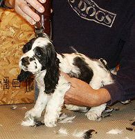 Clipping a young puppy