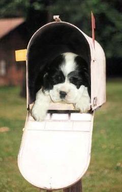 Fake picture of Cocker puppy in mailbox