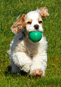 Dodger playing ball at 12 weeks of age