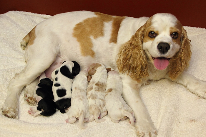 Joanna with her litter of Cocker Spaniel puppies