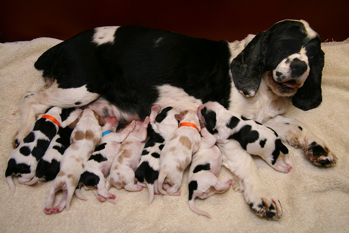Morgan with all nine of her pups