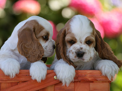 Photo of Cocker Spaniel puppies for use as a desktop background image