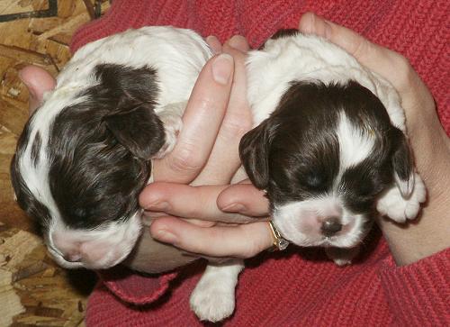 Two puppies nine days old