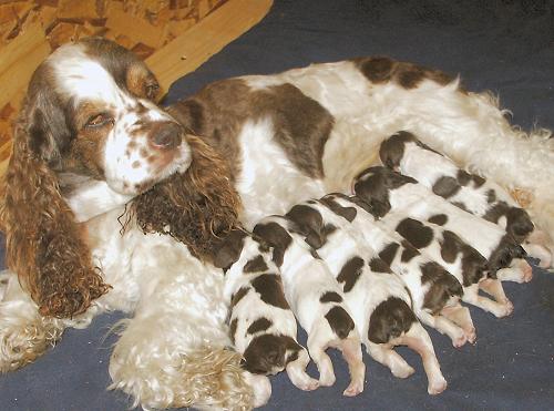 Lady nursing 4 day old puppies