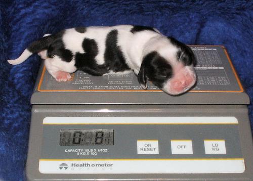 A 2-day-old puppy weighs in at 8.25 ounces