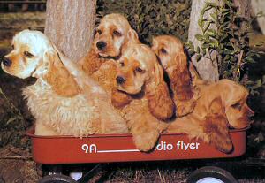 A photo from The World Of The Cocker Spaniel