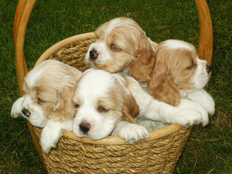 Puppies Basket