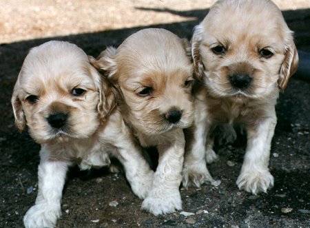 3 blonde pups from litter #1