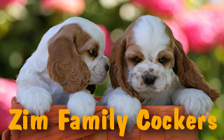 Click here to go to our main Cocker Spaniel page