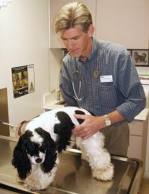 A Cocker Spaniel with her Veterinarian