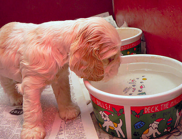 One month old puppy drinking water