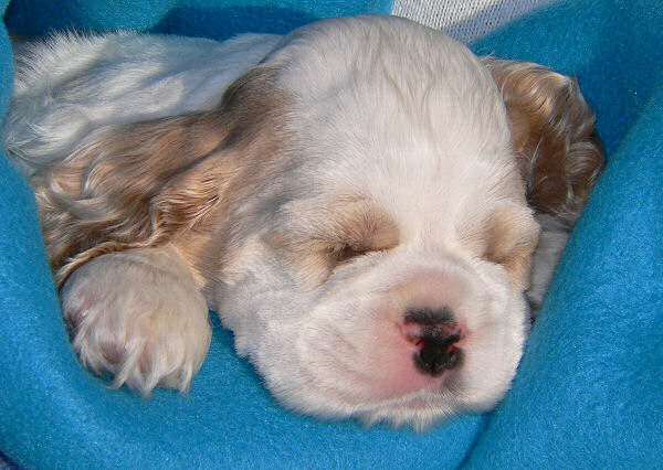digital photo of Cocker Spaniel puppy