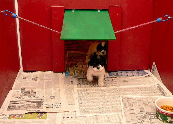 View from inside the Puppy Palace