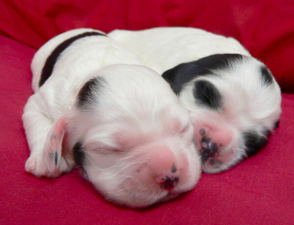 Ten day old Cocker Spaniel puppies