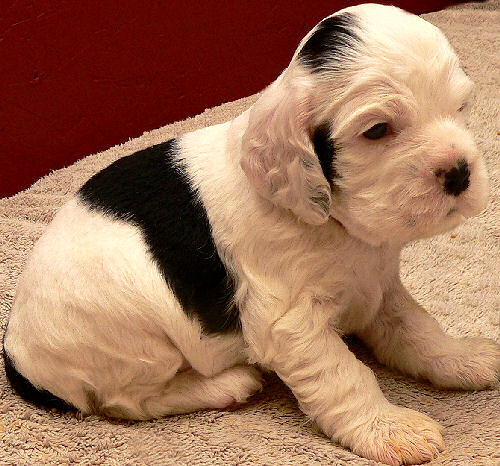 three and a half week old parti color Cocker puppy