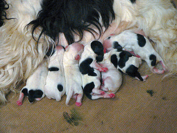 Newborn Cocker Spaniel puppies