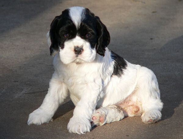 CockerSpaniel puppy poses for a picture