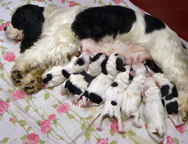 A litter of six day old Cocker Spaniel puppies nursing