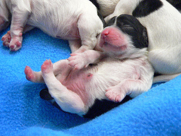 A two day old puppy sleeping on her back