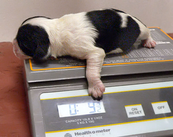 Four day old Cocker puppy being weighed