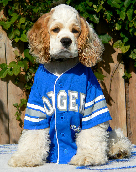 Our red and white pup, Dodger, in a Dodgers uniform