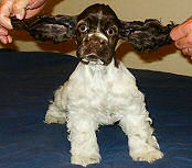 Click here for Cocker Spaniel ear cleaner recipe