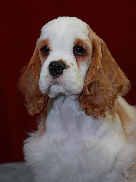 red and white parti Cocker pup