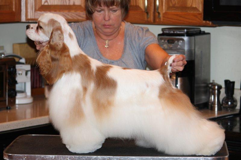 stacked red and white Cocker Spaniel show dog