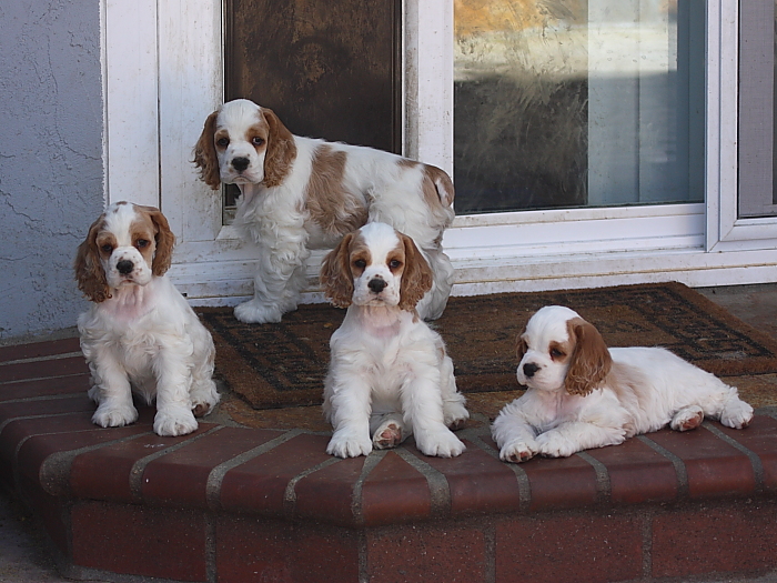 Haylee and her siblings at three months old