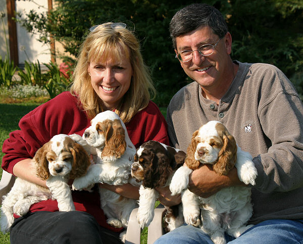 purebred cocker spaniel puppies for sale