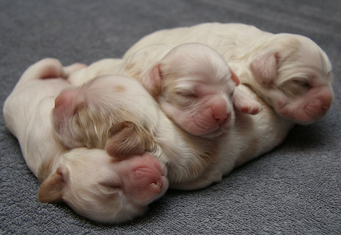 Four day old Cocker Spaniel puppies