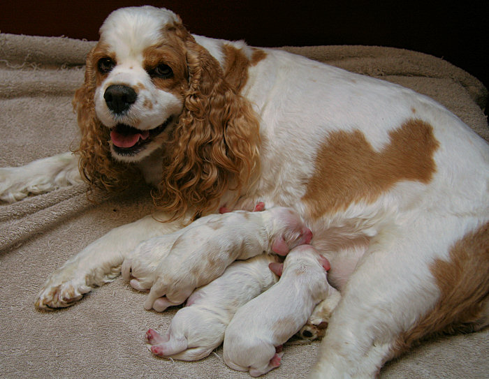 A picture of Joanna and her newborn puppies