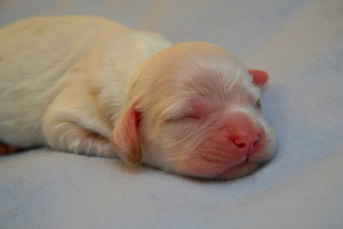 A Cocker Spaniel puppy at two days old
