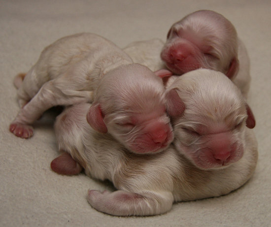 A pile of young Cocker Spaniel puppies
