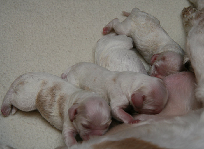the puppies were just a few hours old in this photo