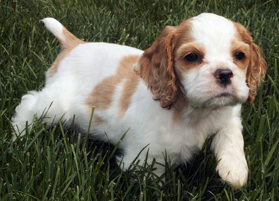 red and white cocker spaniel puppies