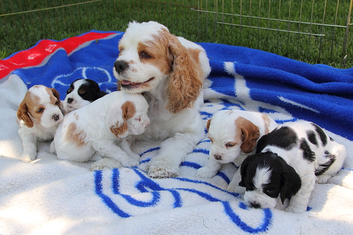 30 day old litter of Cocker Spaniel puppies