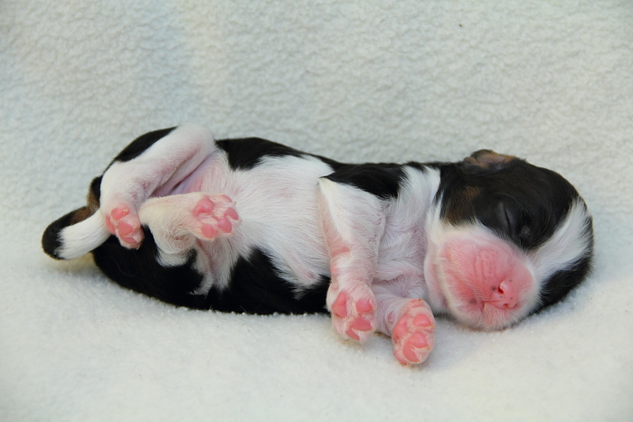 2-day-old Cocker Spaniel puppy
