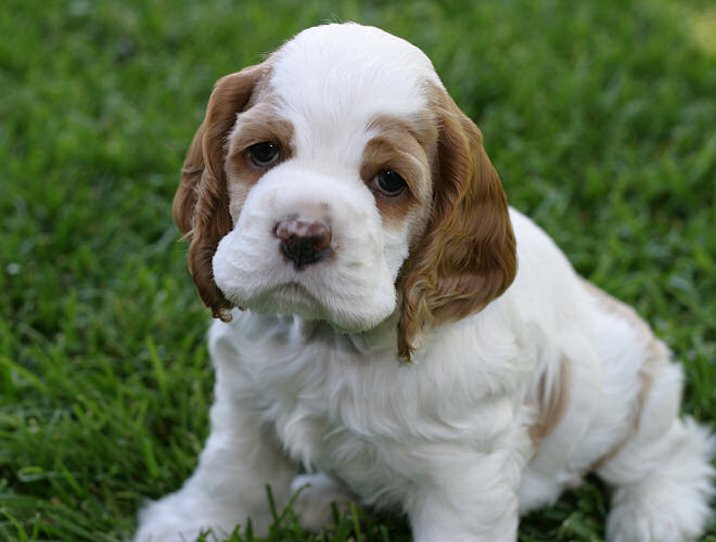 red and white cocker spaniel puppies