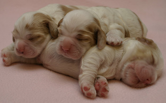 Red and white Cocker puppies