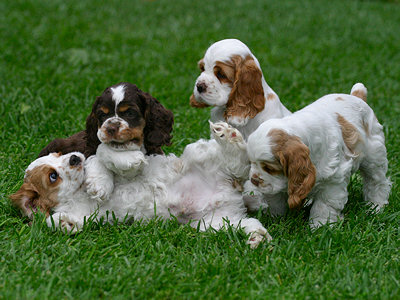 red and white Cocker Spaniel puppies