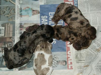 several Cocker Spaniel puppies with merle coats
