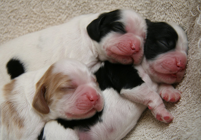 3 of Morgan's puppies at four days old