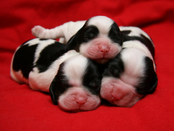 photo of 3 day old parti color Cocker puppies