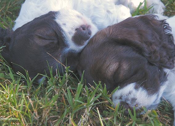 Two puppies napping