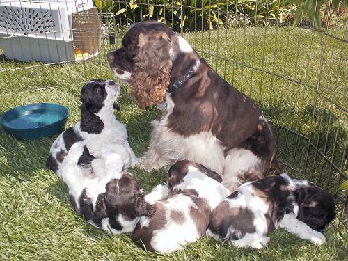 The puppies with their dad