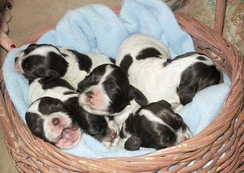 One week old puppies in basket