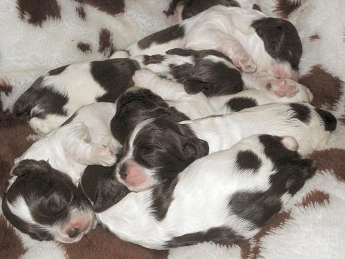 Sleepy puppies on brown and white pillow